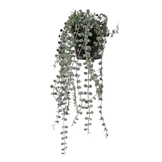 Fern Button Hanging Plant In Ceramic Pot 1