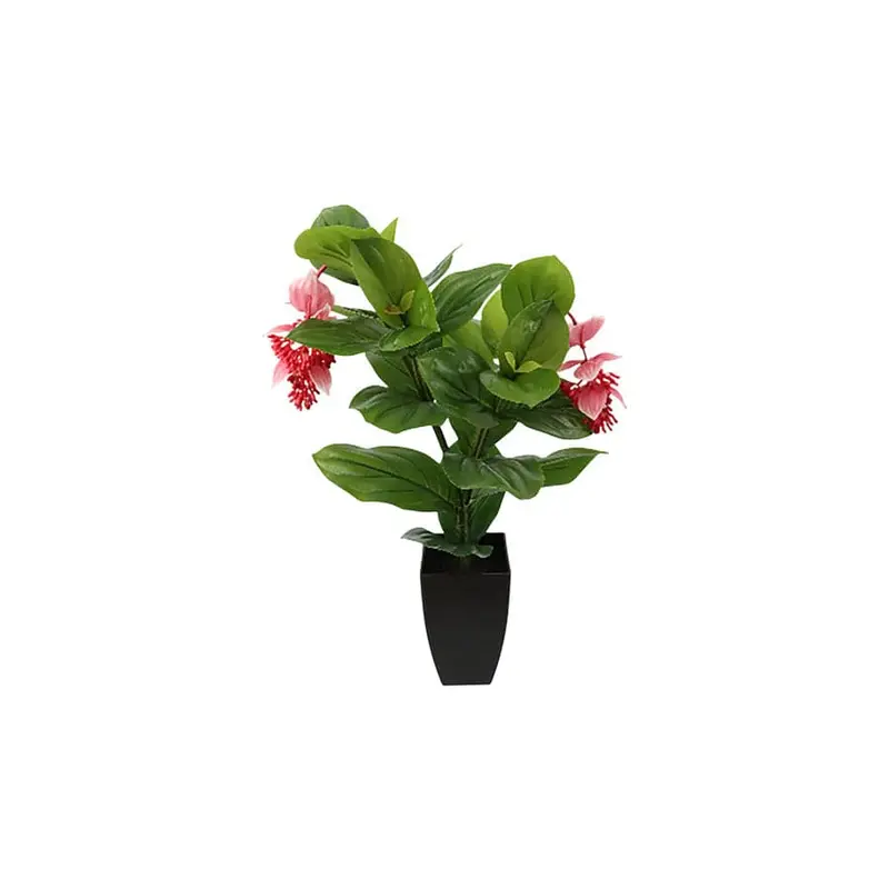 Medinilla Magnifica Potted Plant – 80 Cm Tall 1