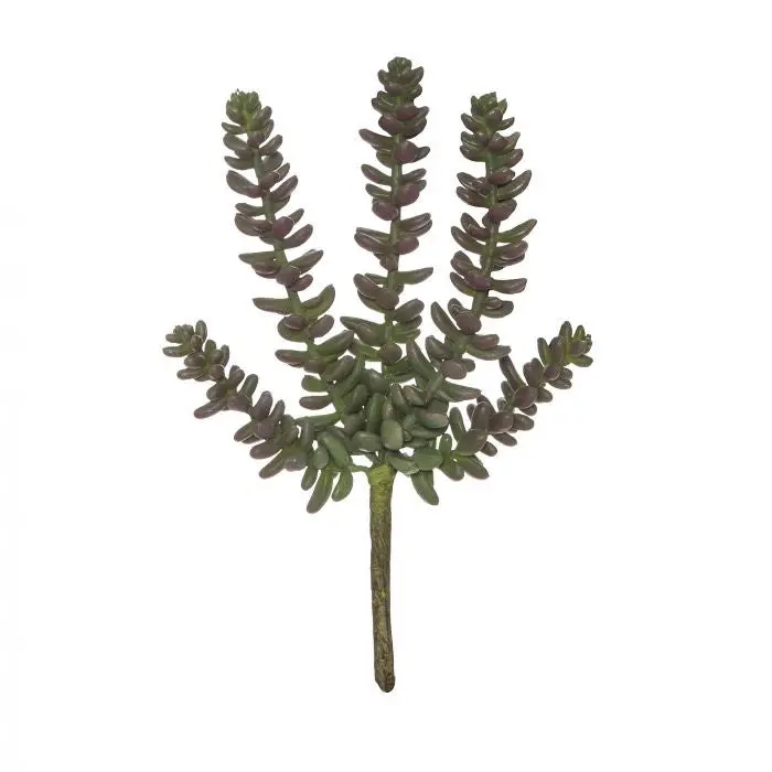 Sedum Sandflower Succulent – Green And Burgundy Blend 1